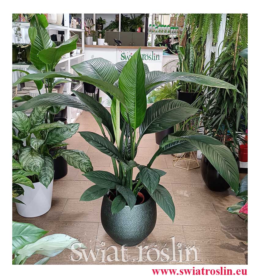 Skrzydłokwiat Sensation, Spathiphyllum Sensation, Duże rośliny Kraków, wysyłka roślin sklep online w Krakowie