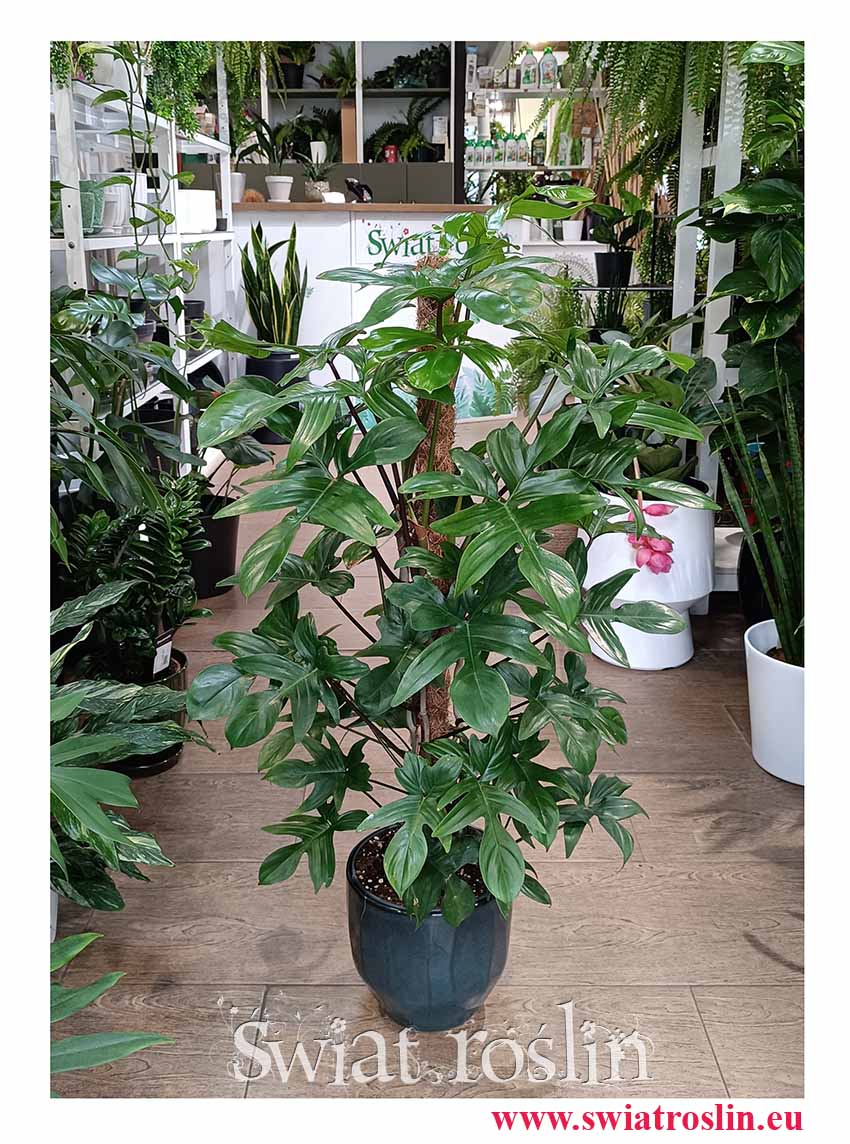 dla biura do firmy Filodendron Pedatum pnącze, Philodendron Pedatum w Krakowie, Filodendron Postrzępiony duży w sklepie online internetowym