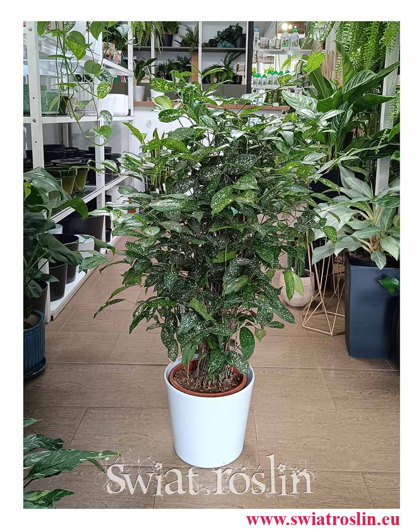 kwiaty doniczkowe rośliny doniczkowe Dracena Godseffiana, Dracaena Godseffiana, Dracena rozgałęziona, do biura do firmy do restauracji