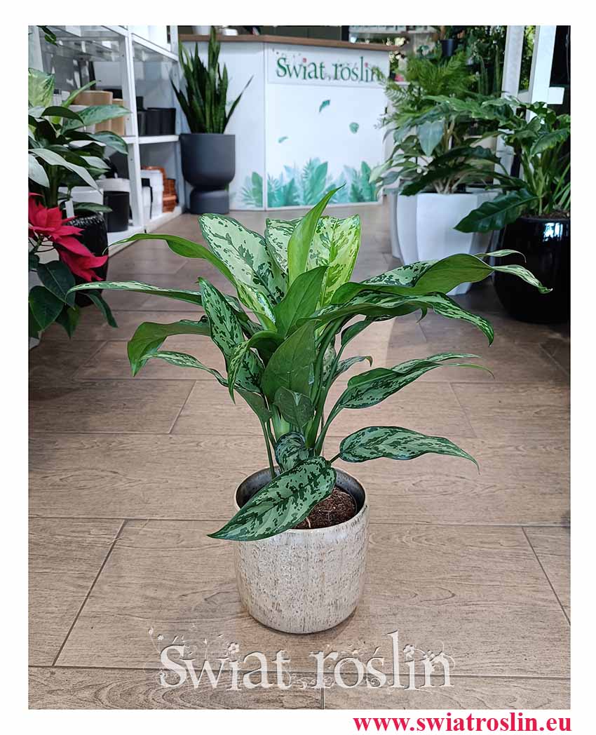 Aglaonema Romeo, Aglonema Romeo oszczająca powietrze i łatwa w uprawie roślina do biura do firmy do mieszkania z dostawą ze sklepu Świat Roślin