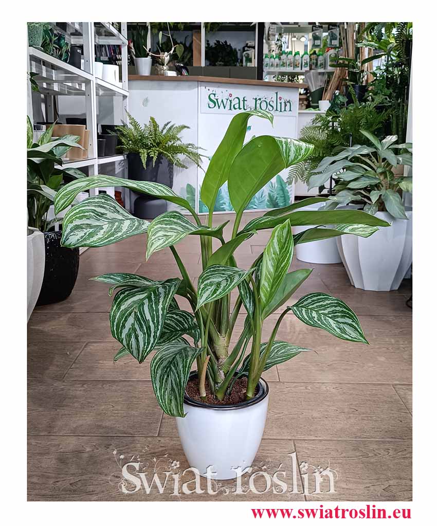 Aglonema Stripes odporna roślina doniczkowa oczyszczająca powietrze, Aglaonema Stripes z filmu Leon Zawodowiec