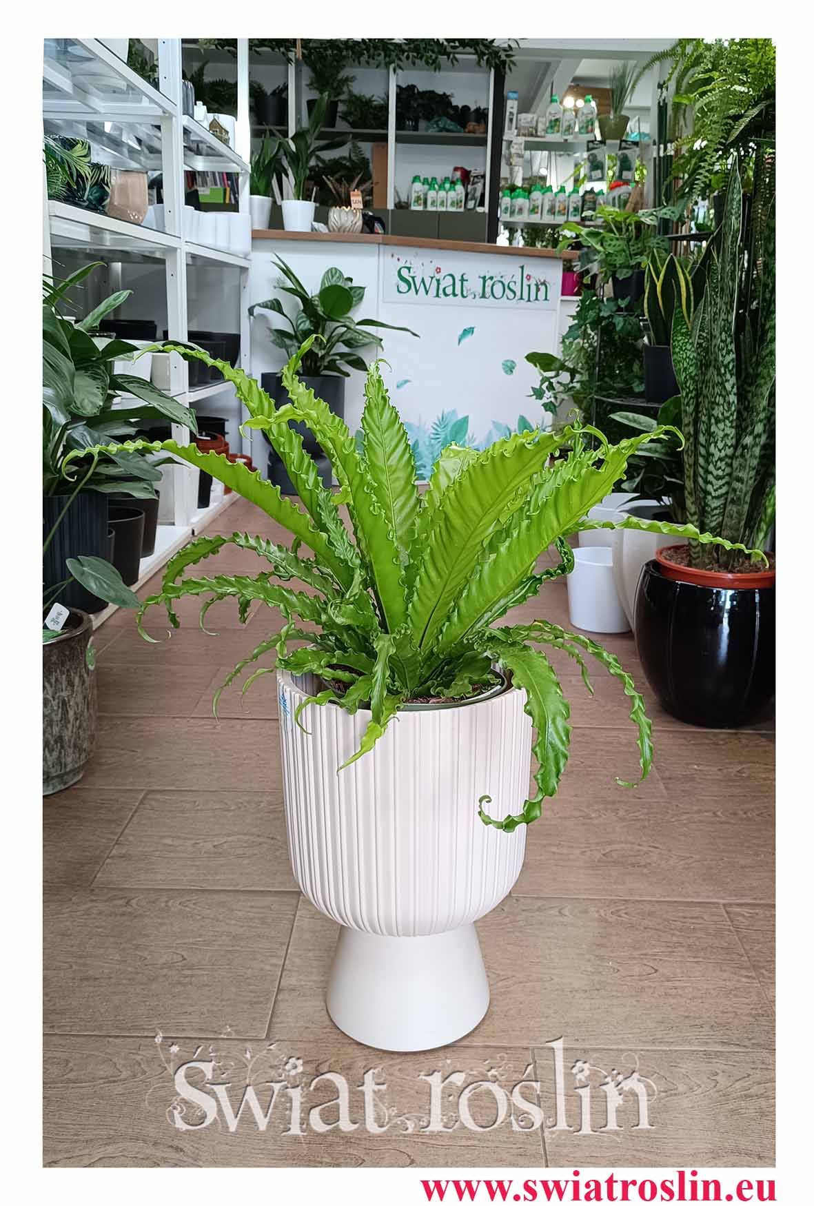 Asplenium Antiquum Osaka, Zanokcica Japońska modna roslina doniczkowa do kupienai online ze sklepu Świat Roślin z dostawą w całej Polsce