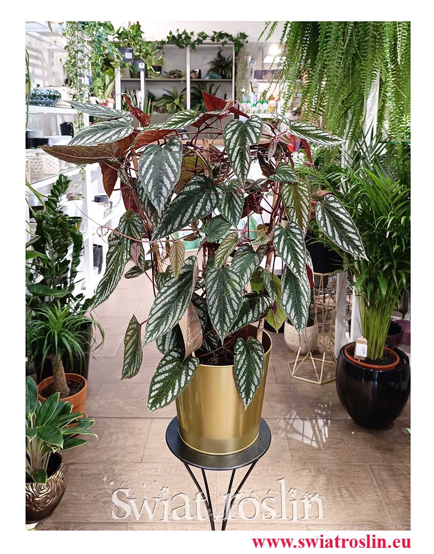 Cissus Różnobarwny, Cissus Discolor do kupieniaw sklepie z kwiatami doniczkowymi i roślinami doniczkowymi