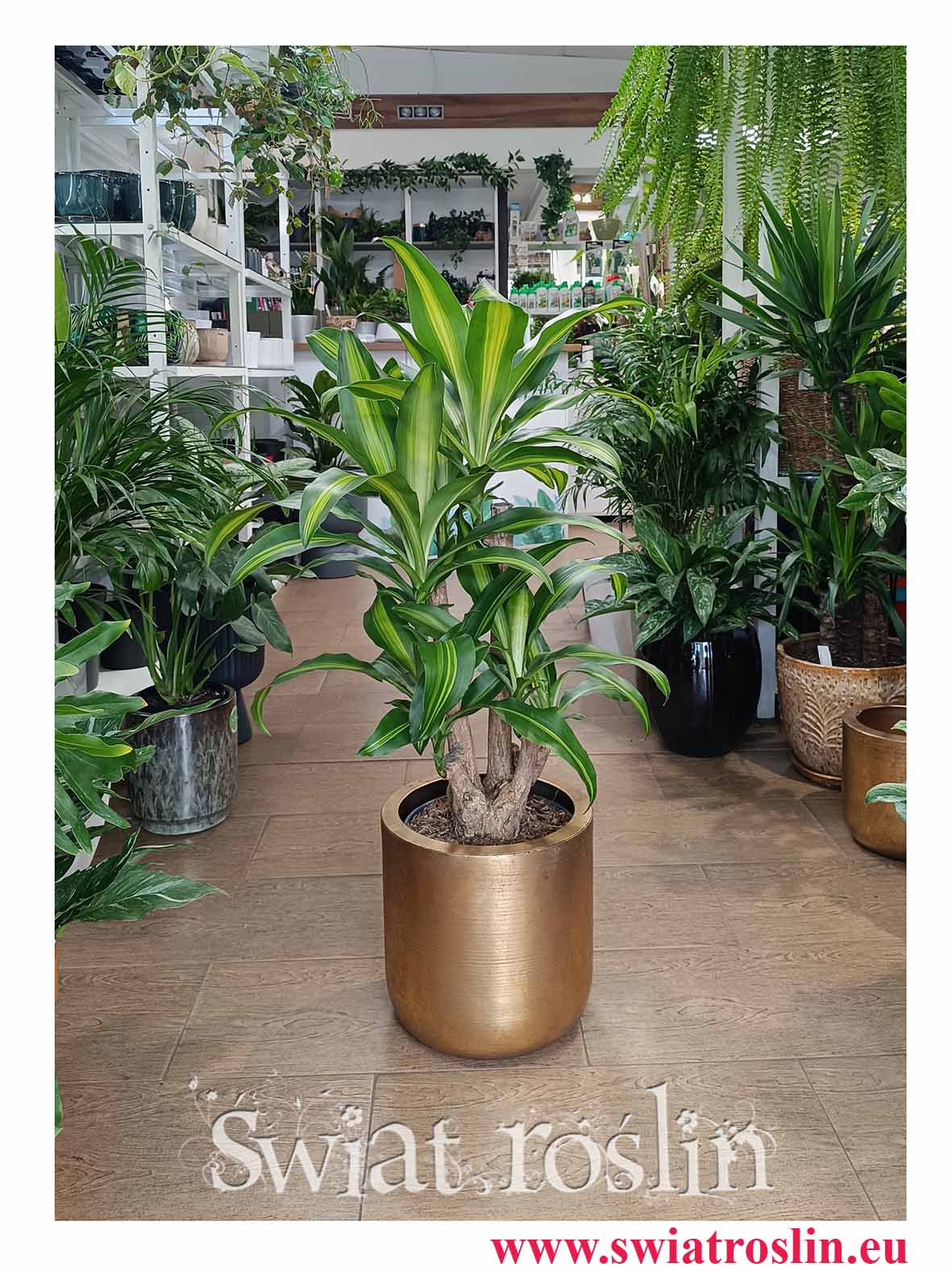 Dracaena Fragrans Massangeana, Dracena Wonna Massangena roślina do biura do firmy do restauracji do kawiarni z dostawą ze sklepu online