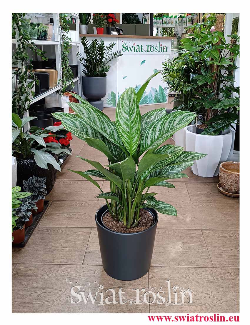 Duża Aglaonema Stripes oczyszczająca powietrze roślina doniczkowa z wysyłka , Wielka Aglonema Stripes do biura mieszkania firmy restauracji