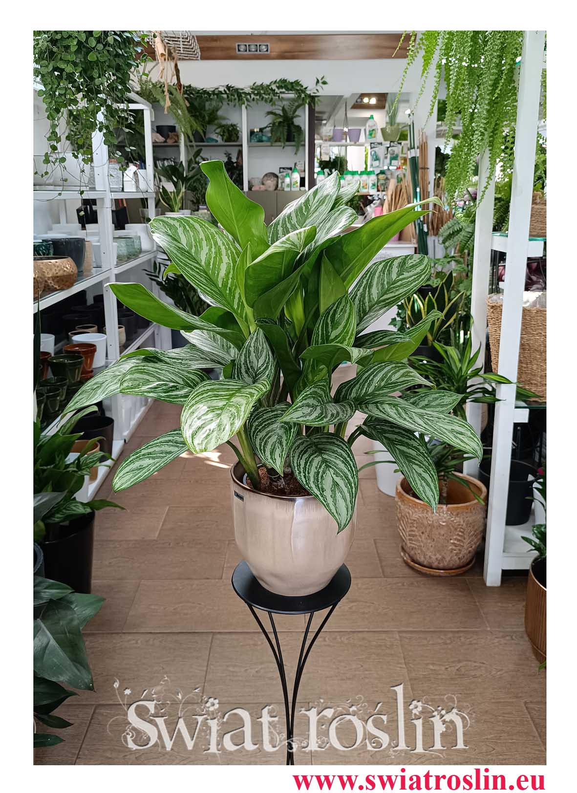Duża Aglaonema Stripes, Wielka Aglonema Stripes  do bira do hotelu do firmy do restauracji do kawiarni do salonu do mieszkania z dostawą w całym kraju
