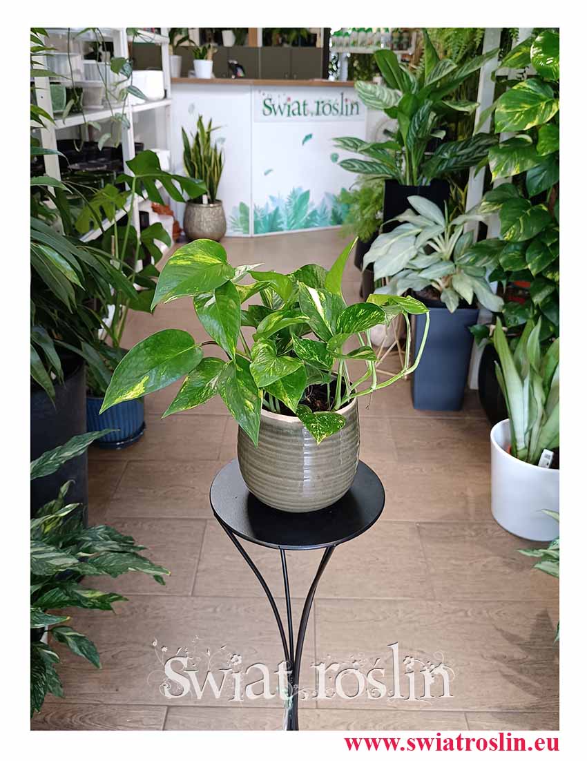 Epipremnum Złociste oczyszczające powietrze pnącze do domu lub biura, Scindapsus złocisty, Aureum, kwiaty doniczkowe