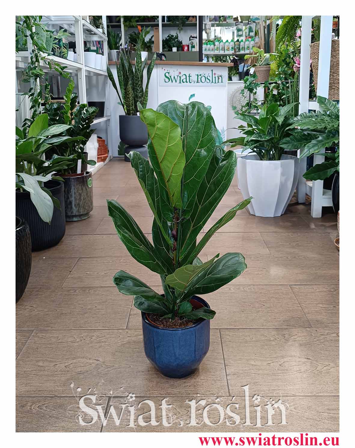 Fikus Lyrata kup do biura do firmy do mieszkania do domu sklep wysyłka, Ficus Lyrata do biura do restauracji z dostawą online