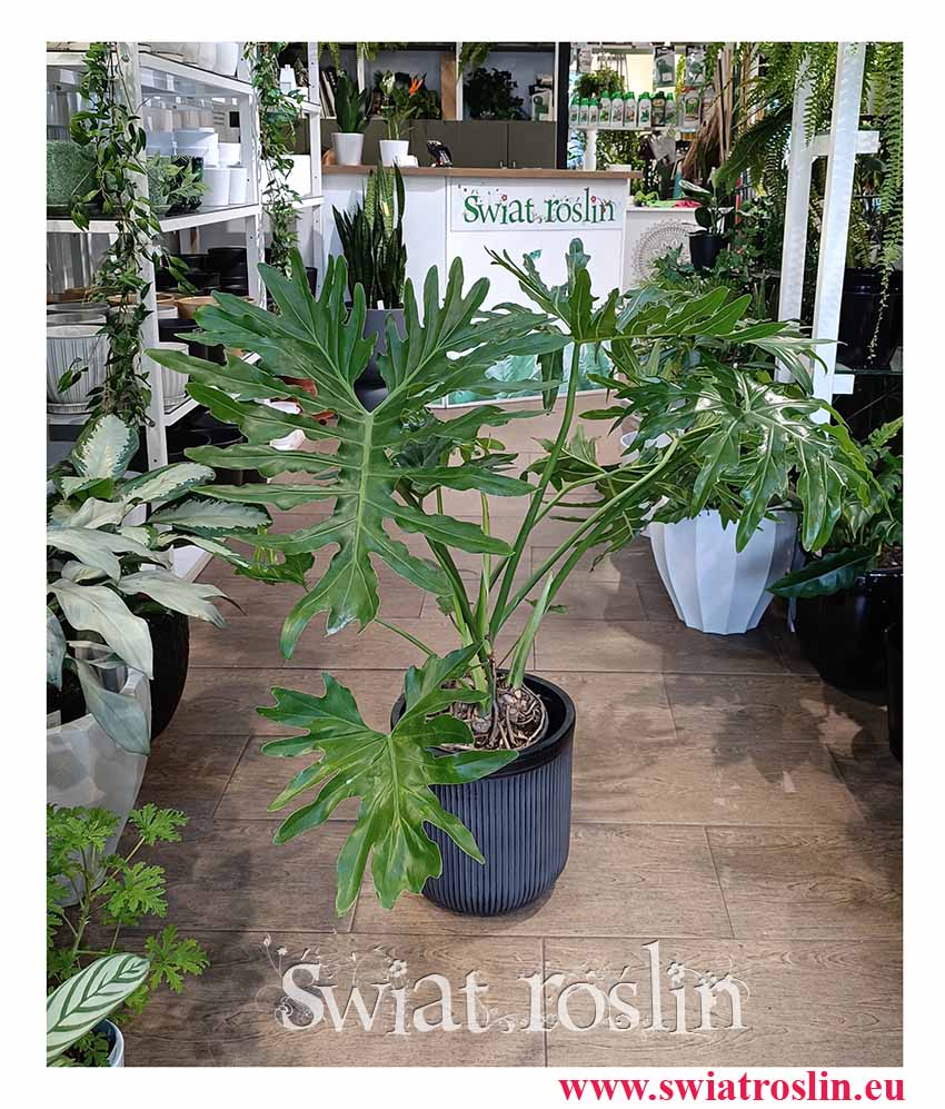 Filodendron Selloum kup do biura do firmy do kawiarni do restauracji, Philodendron Selloum, Filodendron Podwójniepierzasty