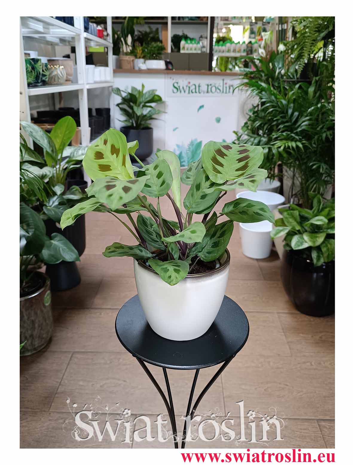 Maranta Kerchoveana, Maranta Leuconeura Kerchoveana do biura do firmy do restauracji do kawiarni do mieszkania do salonu na parapet do domu