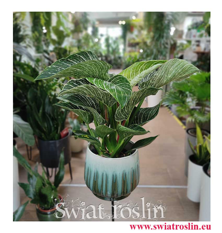 Philodendron Birkin, Filodendron Birkin, Philodendron White Measure, Philodendron rosliny doniczkowe sklep