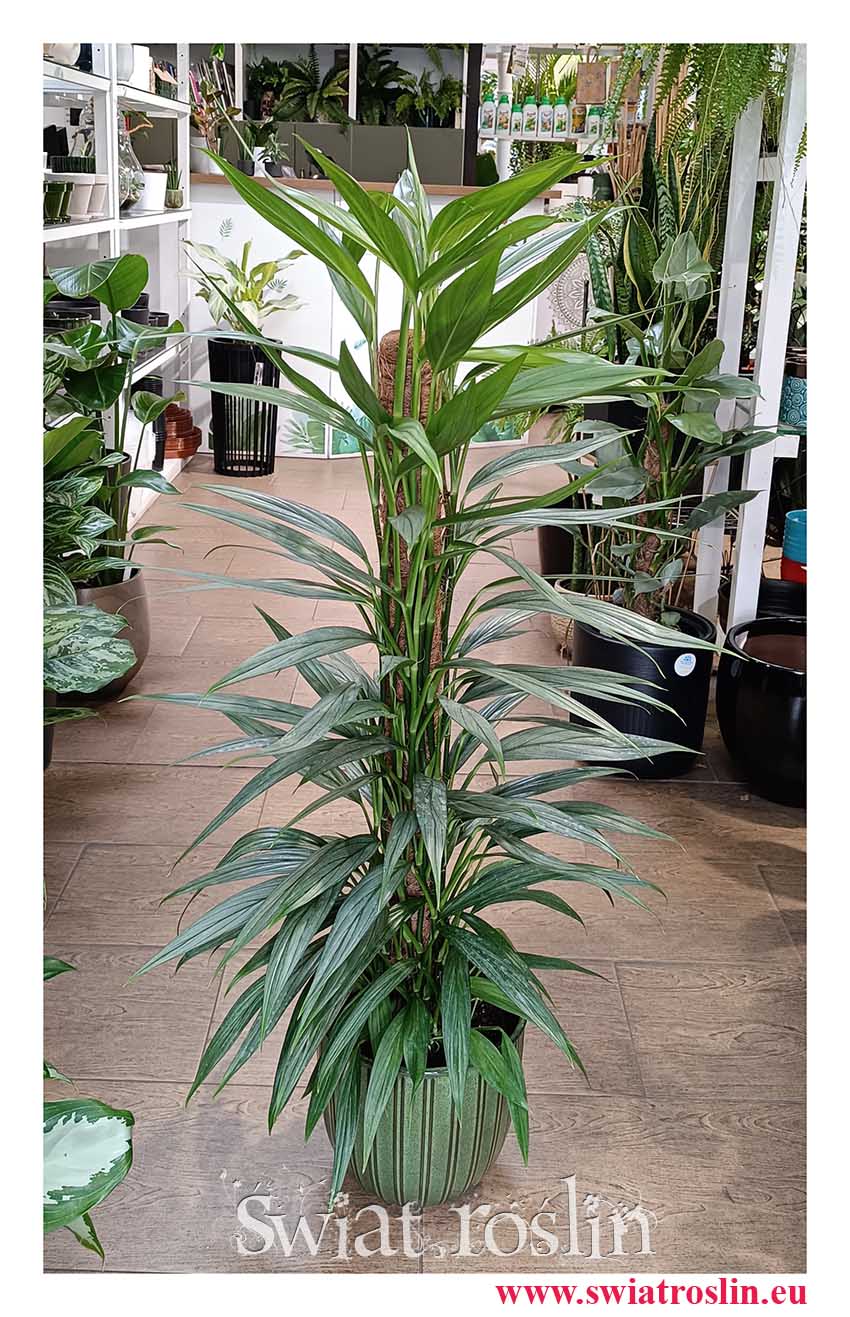 Philodendron Exotica, Filodendron Exotica do kupienia w sklepie internetowym online z wysyłką kurierem