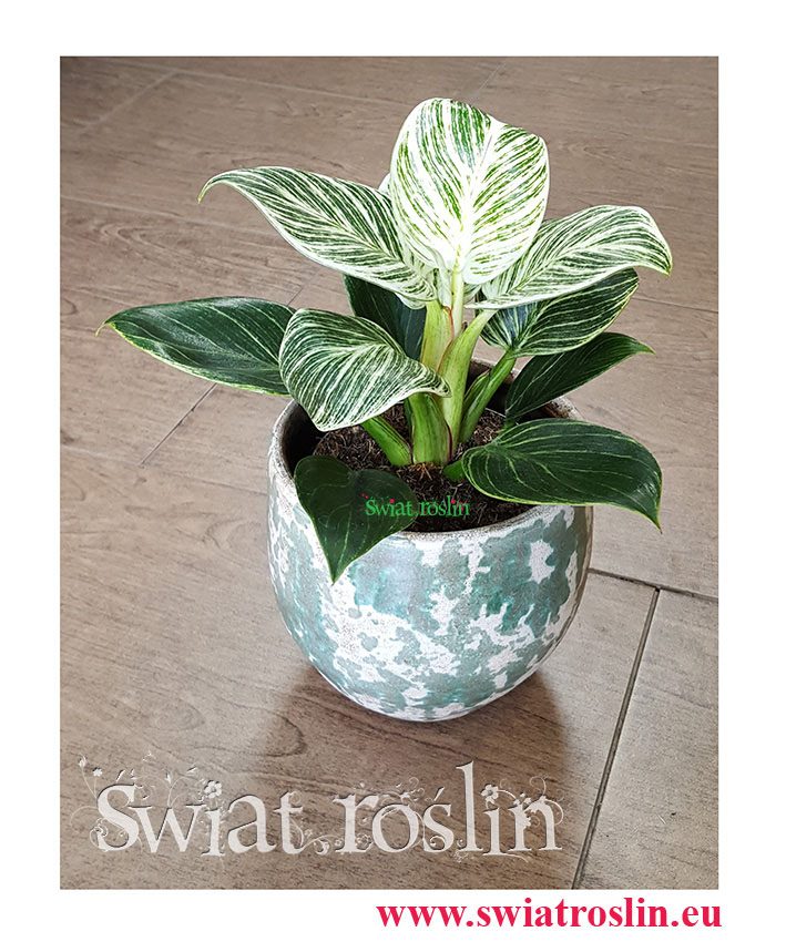 Philodendron White Measure, Philodendron Birkin, Filodendron Birkin, Filodendron White Measure, rośliny doniczkowe sklep, wysyłka roślin doniczkowych