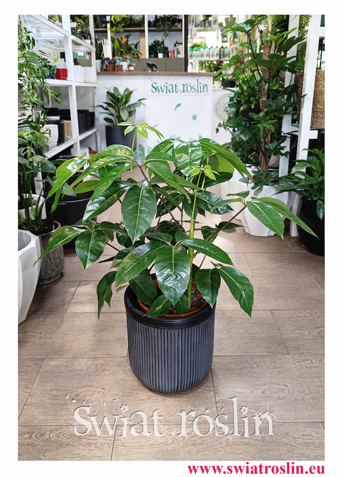 Szeflera Amate rośliny doniczkowe w sklepie internetowym online z dostawą do biura do domu, Schefflera Amate, Szeflera parasolowata sklep