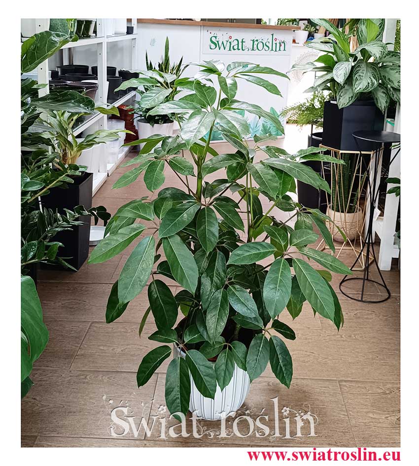 Szeflera Amate rośliny doniczkowe w sklepie internetowym online z dostawą do biura do domu, Schefflera Amate, Szeflera parasolowata