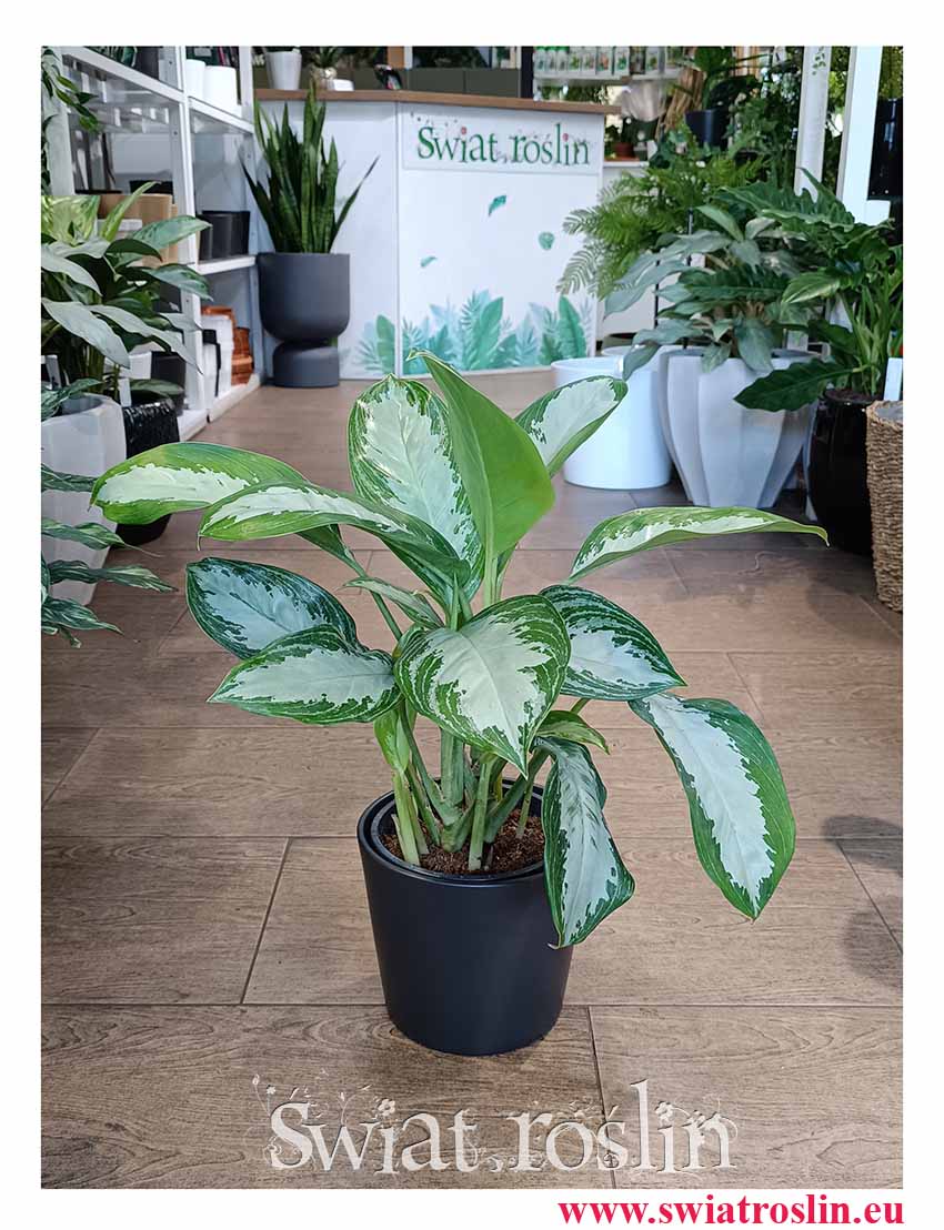 oczyszczająca powietrze Aglonema Diamond Bay modna roślina do biur do firm do mieszkań do kupienie w sklepie internetowym, Aglaonema Diamond Bay