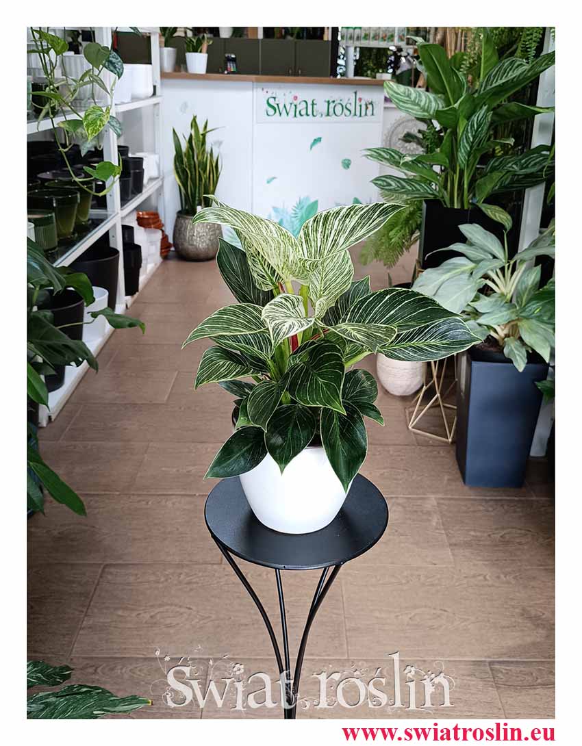 popularny Filodendron Birkin, Philodendron White Measure, Philodendron Birkin roślina z instagrama do kupienia online