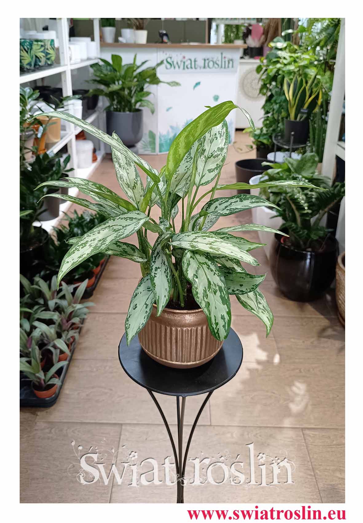 Aglaonema Silver Queen, Aglonema Silver Queen oczyszczająca powietrze roślina do restauracji do biura do firmy do mieszkania na parapet
