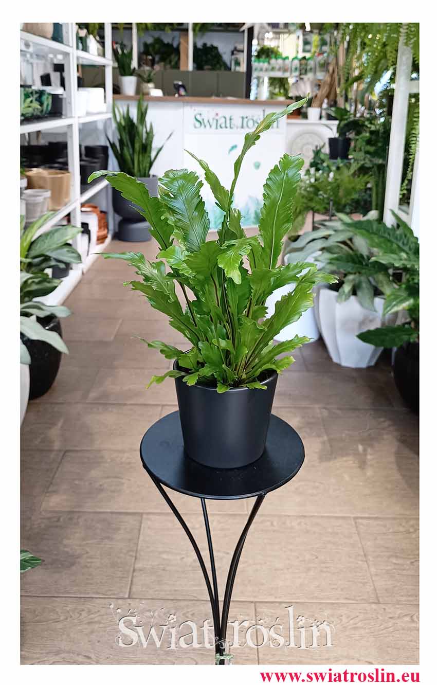 Asplenium Nidus Campio modna łatwa w uprawie roślina oczyszczająca powietrze do kupienia w sklepie internetowym online, Zanokcica,