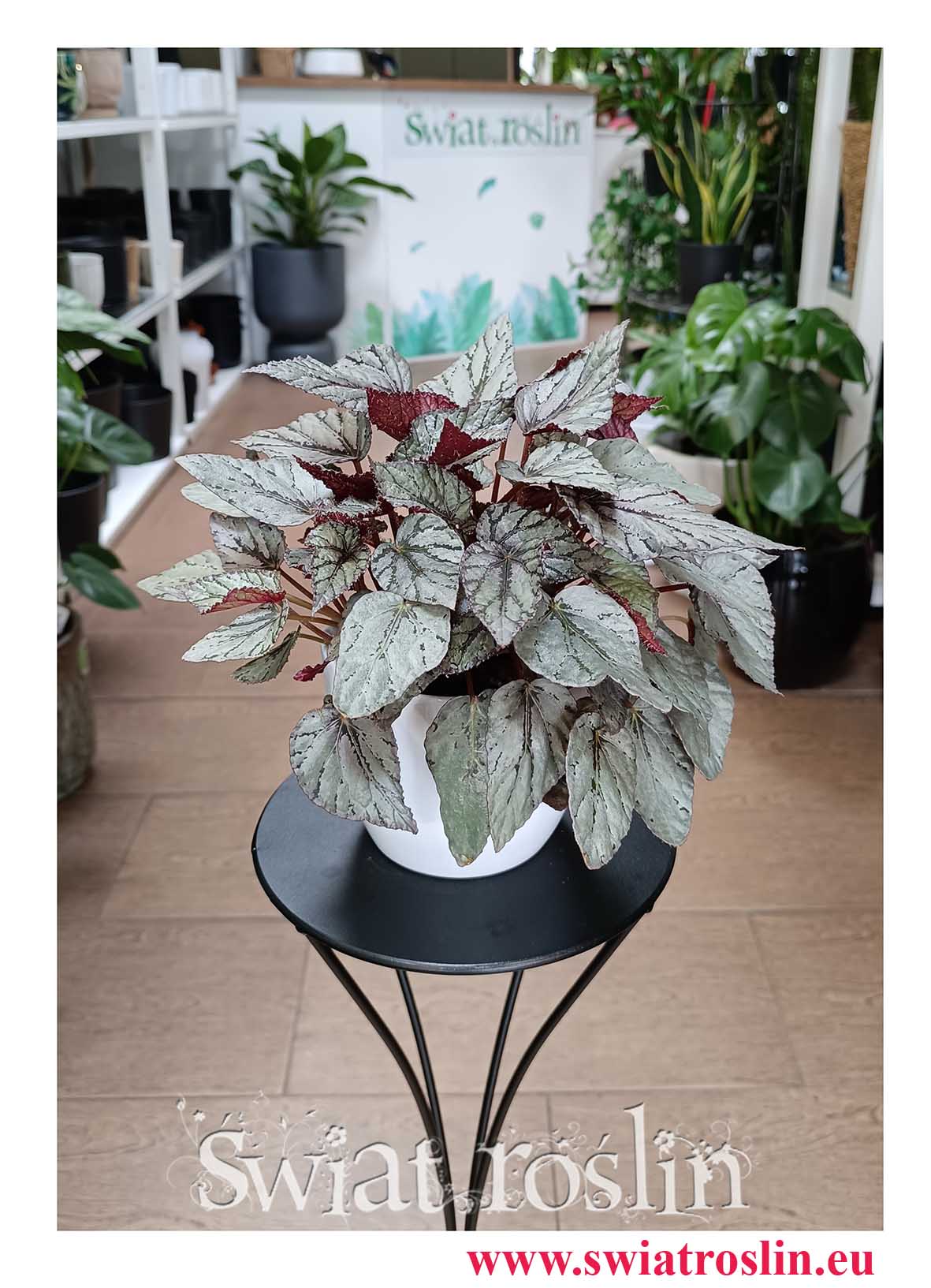 Begonia Rex Beleaf Arctic Breeze do biura do salonu na parapet do restauracji do kawiarni