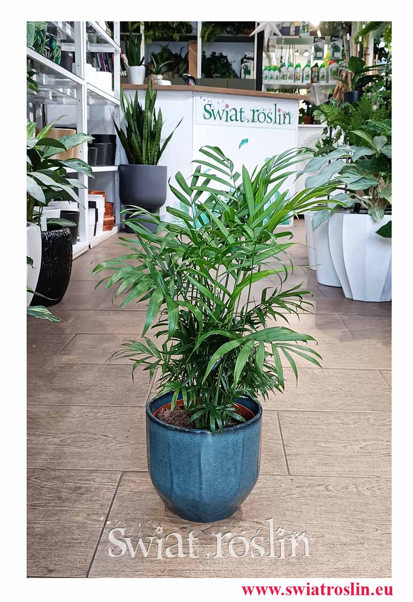 Chamaedorea Elegans, Chamedora Wytworna dla zabieganych oczyszczająca powietrze i przyjazna zwierzętom do kupienia z dostawą, Palma Koralowa