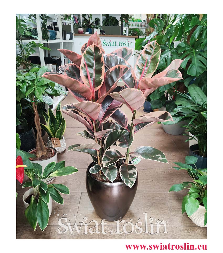 Ficus Elastica Belize sklep online wysyłka roślin, Fikus Elastica Belize, Fikus Sprężysty belize,