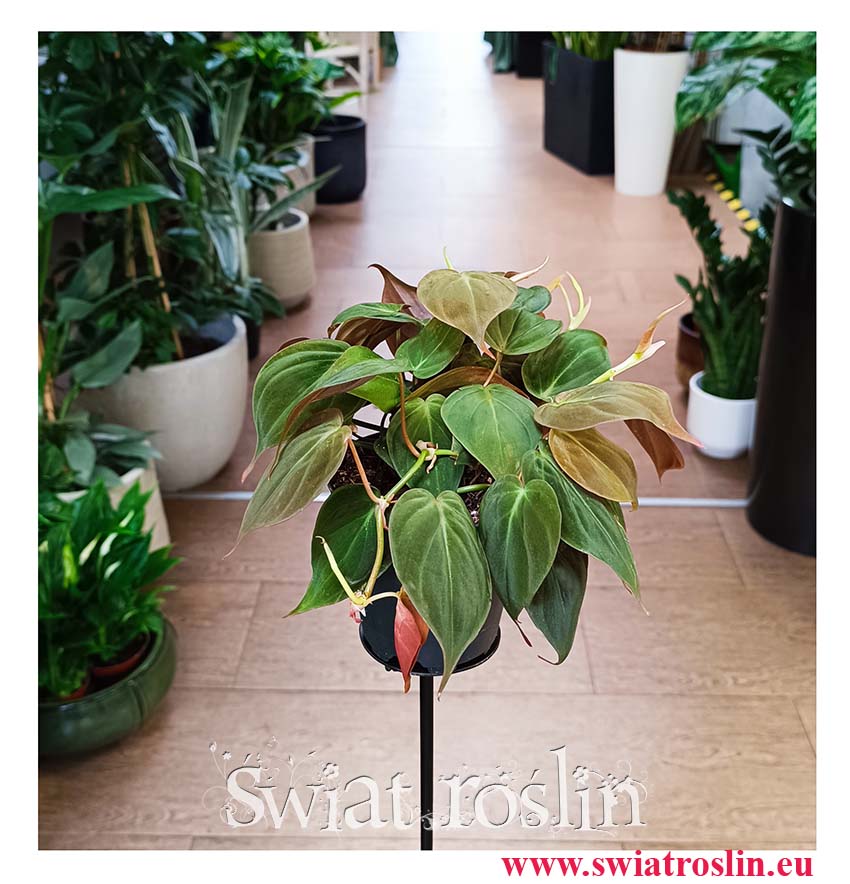 Filodendron Scandens Micans dona roślina z insta sklep internetowy online, Philodendron Scandens Micans, Filodendron Pnący Micans