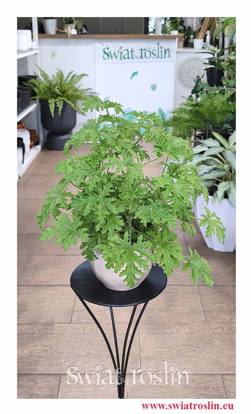 Geranium lecznicze, Anginka, Geranium, Anginowiec, Pelargonia Pachnąca roslina lecznicza do kupienia w sklepie internetowym