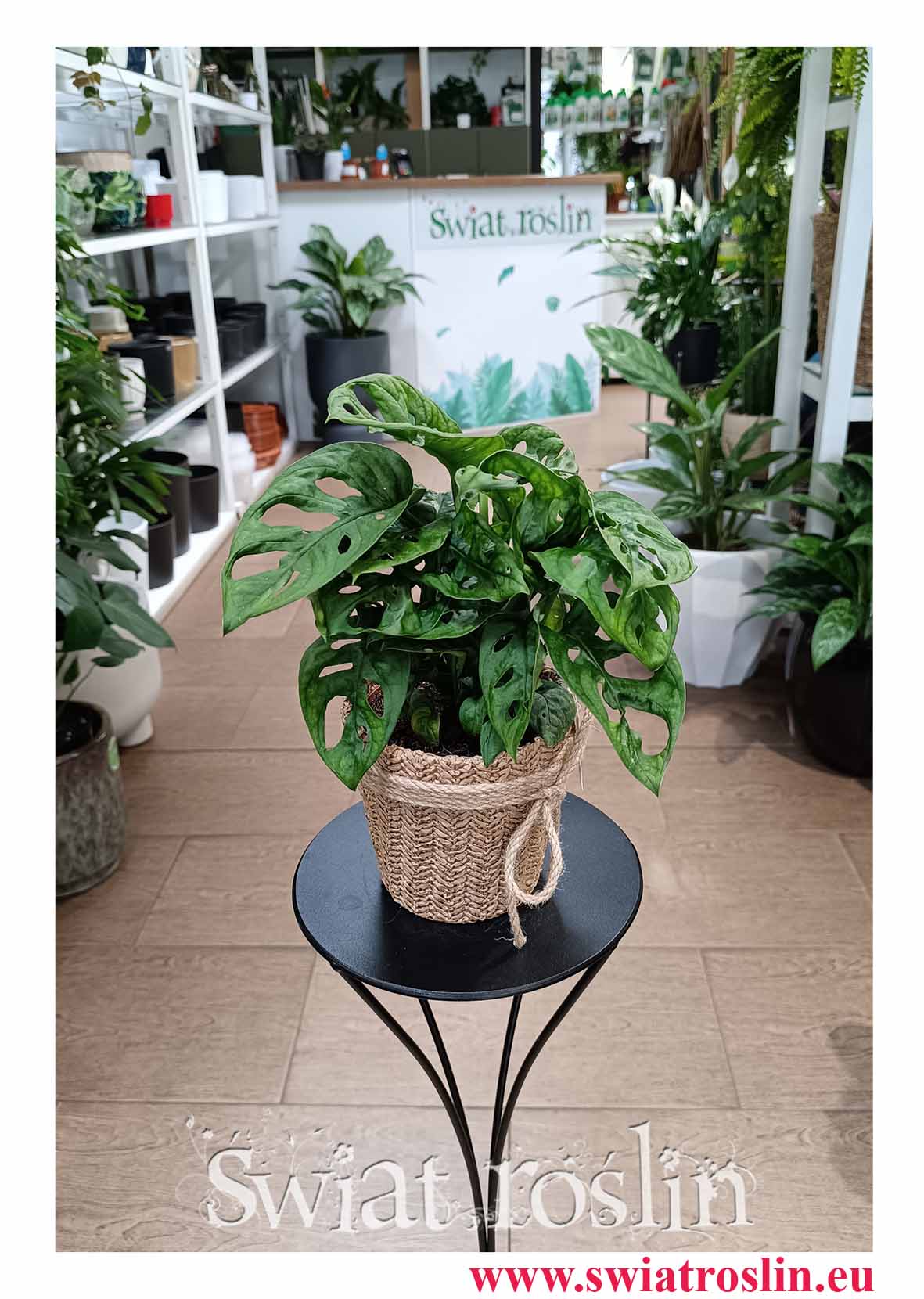 Monstera Adansonii do kupienia online internetowo w najlepszej cenie i jakości z dostawą, Monstera Adansona