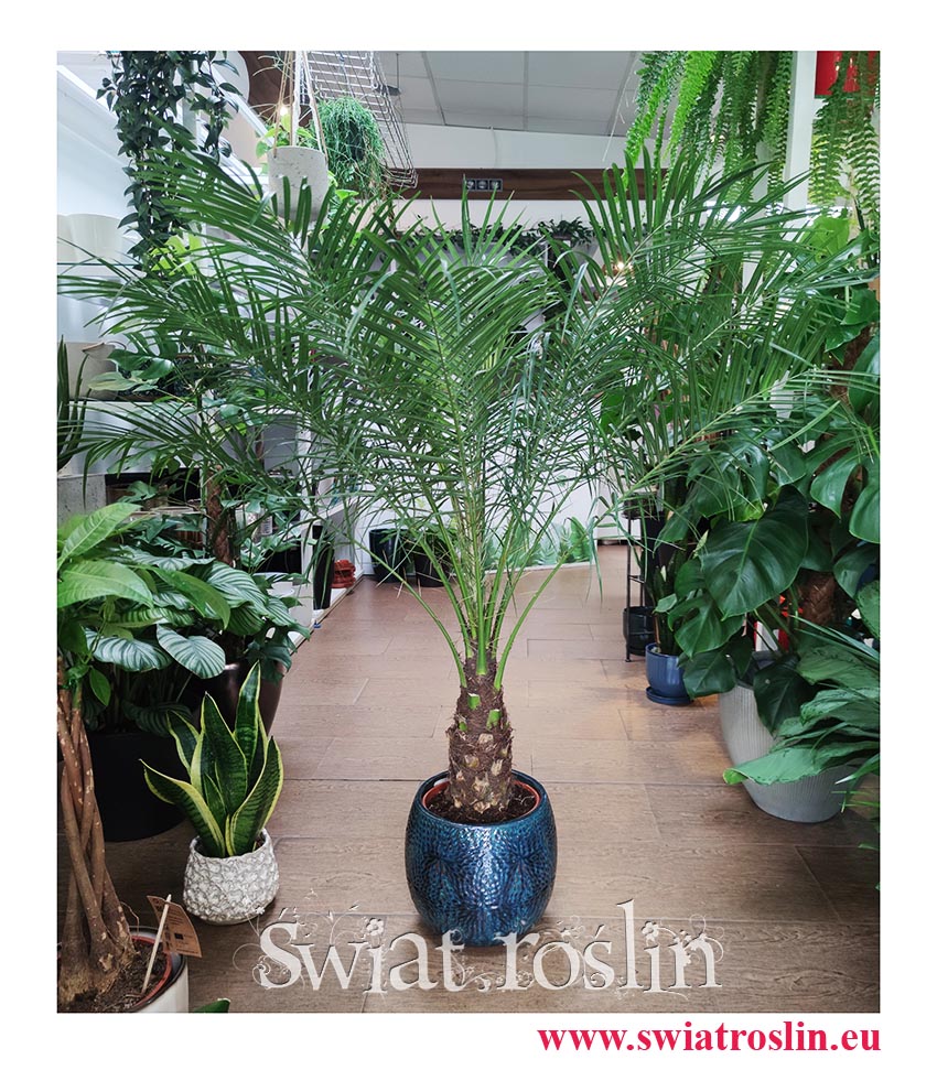 Phoenix Roebelenii modne palmy sklep online internetowy, Daktylowiec Niski, Daktylowiec Karłowaty