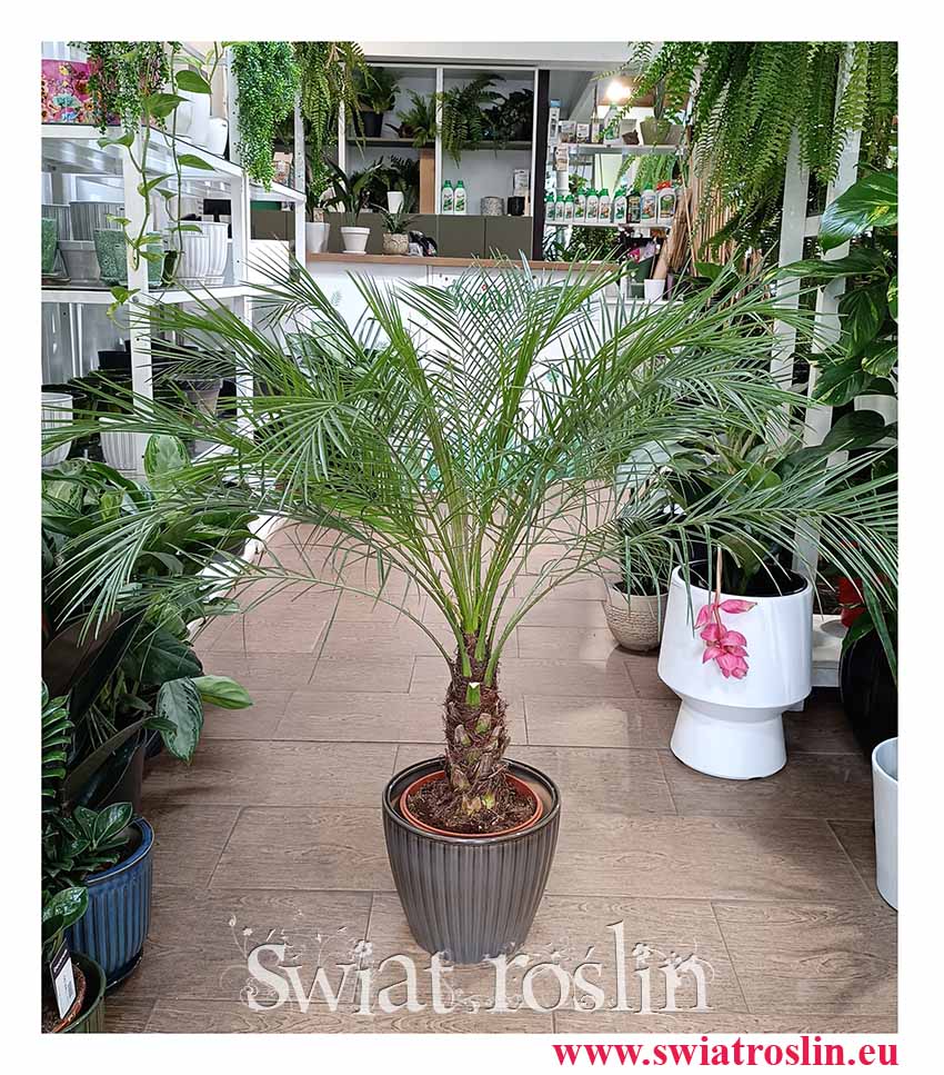 roślina doniczkowa Palma Phoenix Roebelenii piękna roslina do biura do mieszkania do firmy, Daktylowiec Niski, Palma daktylowa
