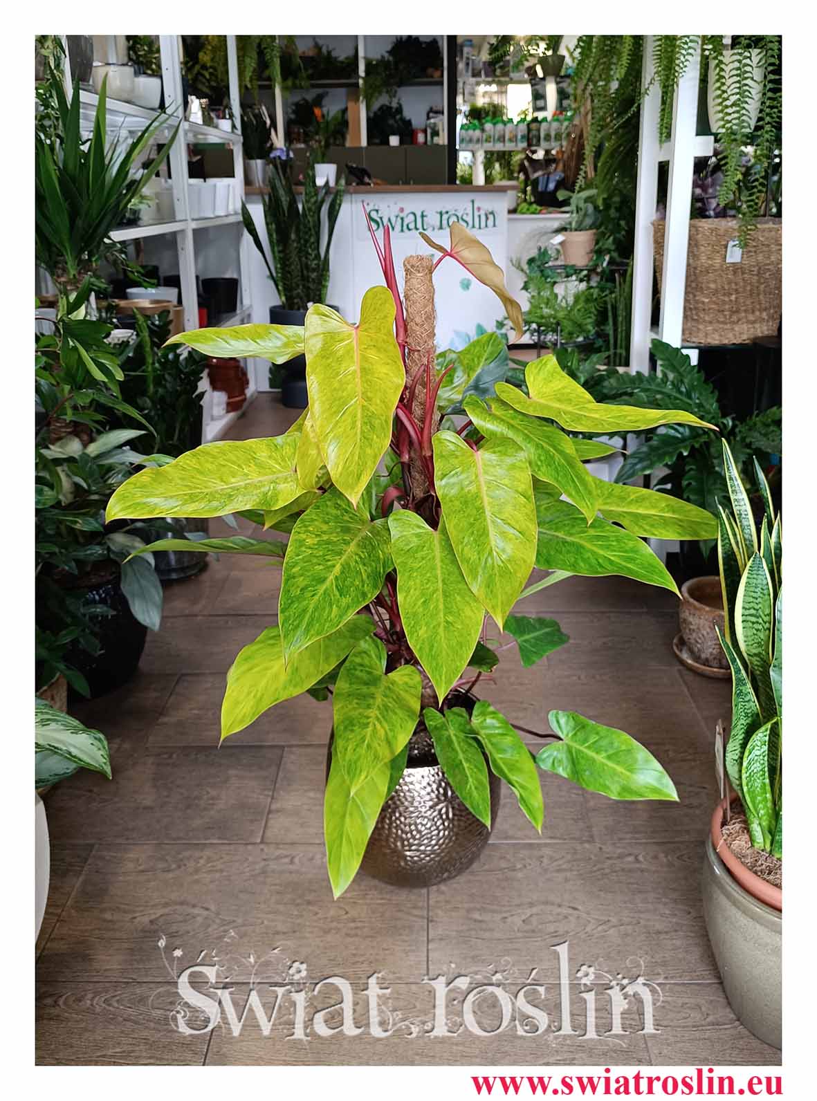 Cudowna kolekcjonerska roślina w najlepszej cenie i jakości Philodendron Painted Lady do kupienia w sklepie online z dostawą, Filodendron Painted Lady