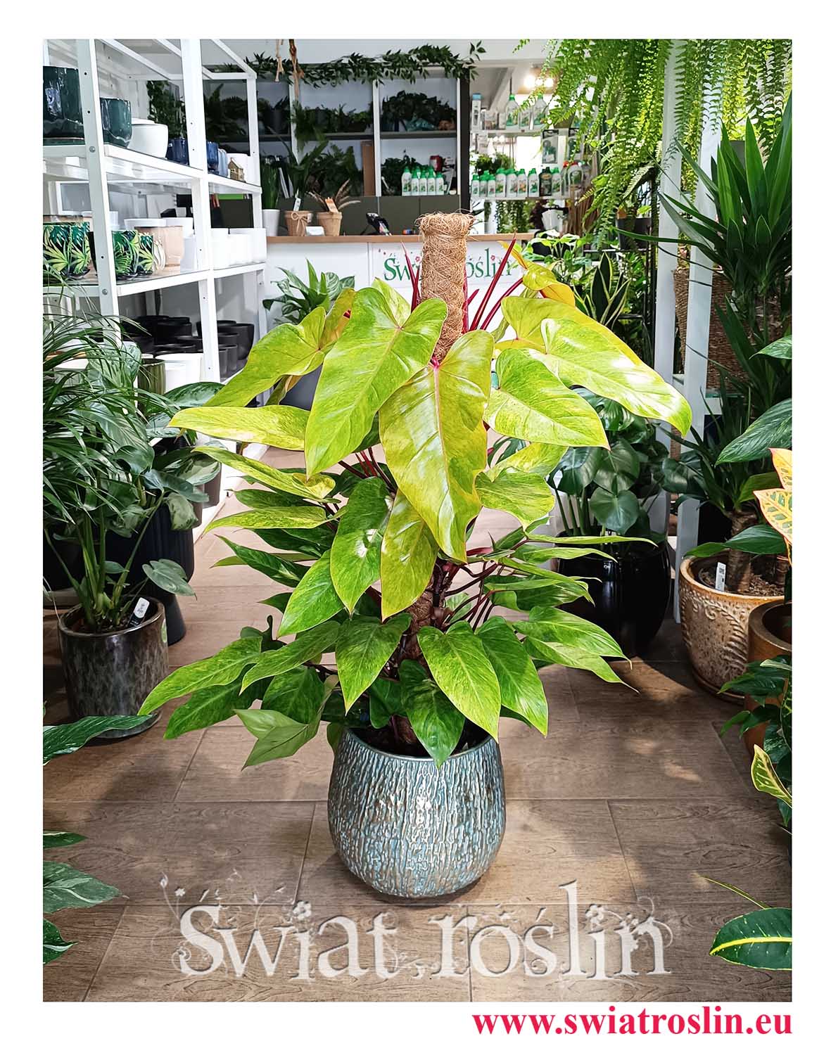 Cudowny kolekcjonerski w najlepszej cenie i jakości Philodendron Painted Lady do kupienia w sklepie online z dostawą, Filodendron Painted Lady