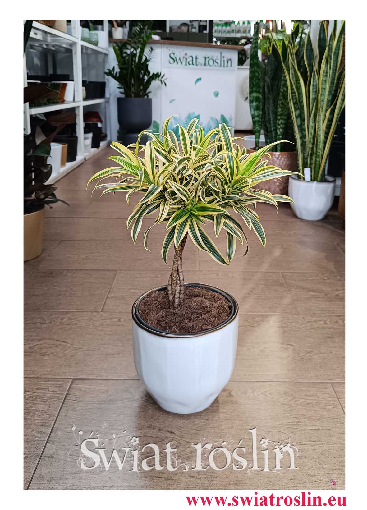 Dracena Reflexa Song of India, Dracaena Reflexa Song of India do biura do kawiarni, do restauracji do firmy do mieszkania do salonu z dostawą online