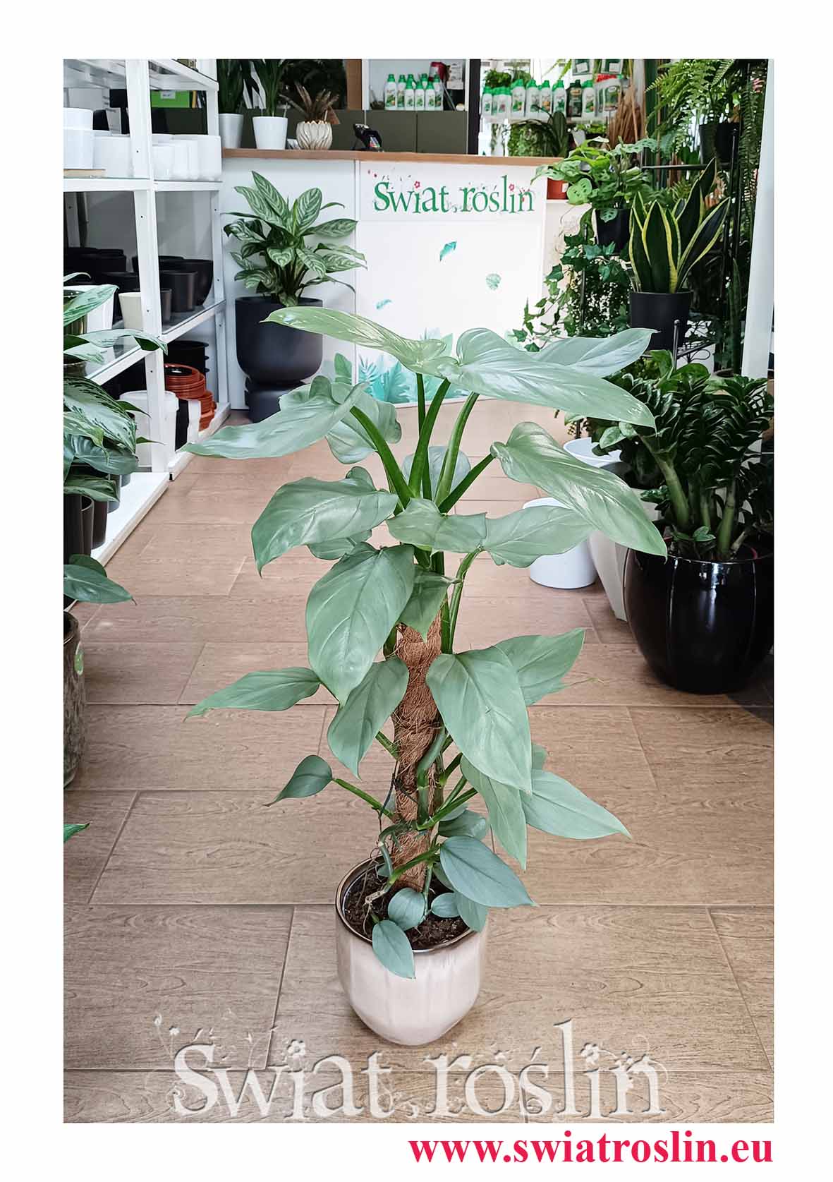 Filodendron Silver Queen modna roślina z insta do salonu do sklepu do firmy do biura do salonu, Philodendron Silver Queen