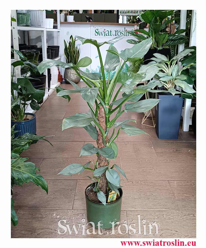 Filodendron Silver Queen modna roślina z insta do salonu do sklepu do firmy do biura, Philodendron Silver Queen