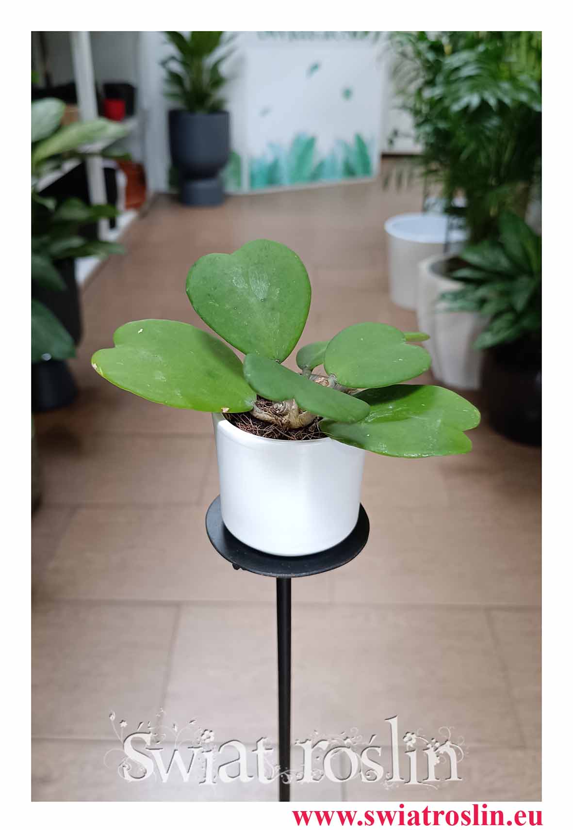 Hoya Kerrii, Hoja Kerrii, Hoya Hearts, Woskownica, sercowa roślina popularne rośliny z insta  sklep online wysyłka pod drzwi