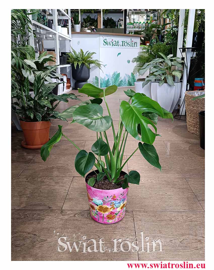 Monstera Deliciosa do biura do mieszkania do firmy do dużego budynku, Monstera dziurawa, Monstera, Filodendron dziurawy, Philodendron Pertusem