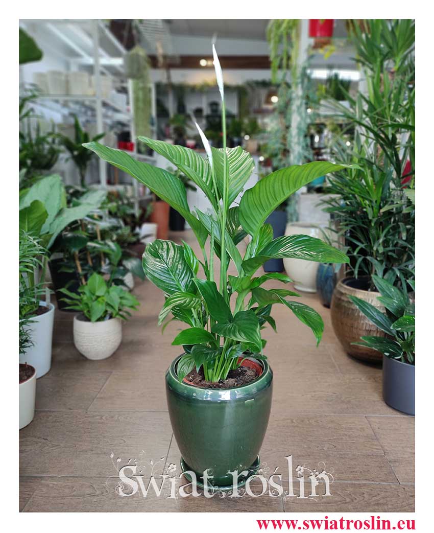 Skrzydłokwiat Sweet Lauretta, Spathiphyllum Sweet Lauretta, internetowy sklep z roślinami online