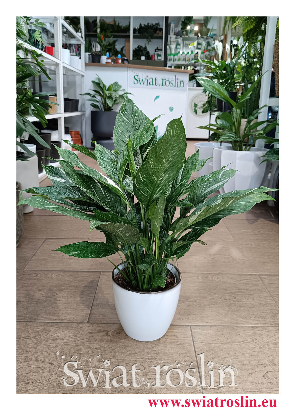 Skrzydłokwiat Variegata Diamond, Spathiphyllum Variegata Diamond, kup rośliny na topie kraków rośliny, ekskluzywne rośliny do firmy