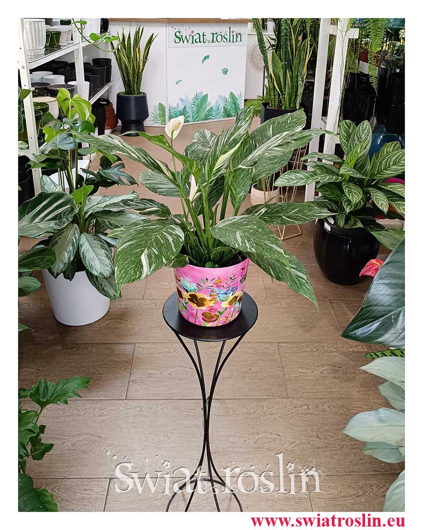 Skrzydłokwiat Variegata Diamond, Spathiphyllum Variegata Diamond, kup rośliny na topie, kraków rośliny, ekskluzywne rośliny do firmy