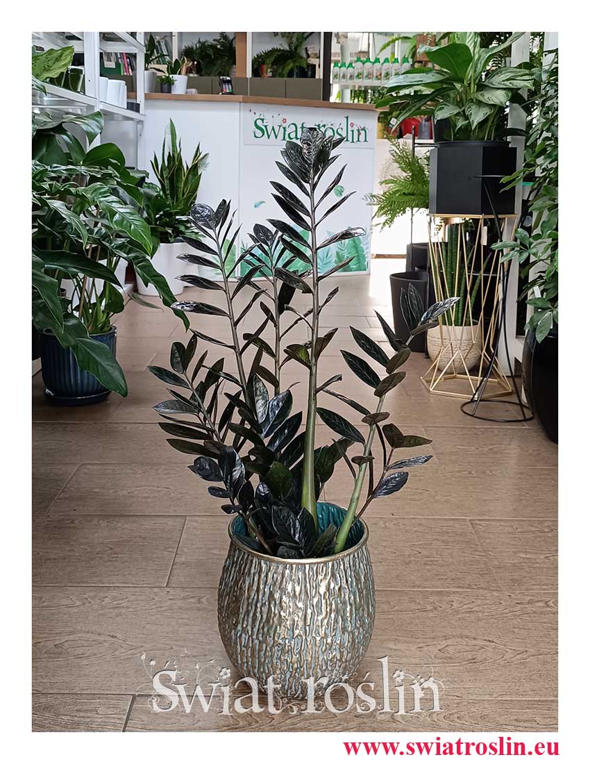 Zamiokulkas Raven, Zamioculcas Raven,  kup w sklepie z kolekcjonerskimi roślinami, roślinami egzotycznymi, roślinami tropikalnymi