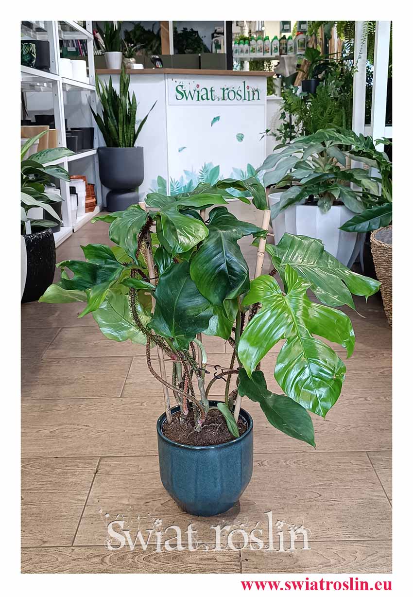 duży Filodendron Squamiferum, wielki Philodendron Squamiferum, sklep z wielkimi dużymi filodendronami oraz roślinami do biura do firmy do mieszkania