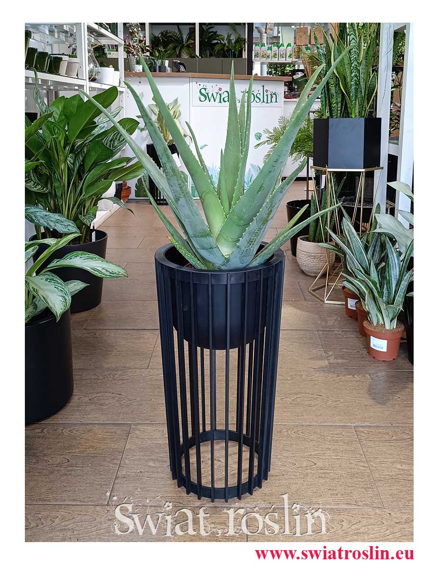modny łatwy  w uprawie oczyszczający powietrze leczniczy Aloe Vera, Aloes Zwyczajny do kupienia online z dostawą ze sklepu z Krakowa
