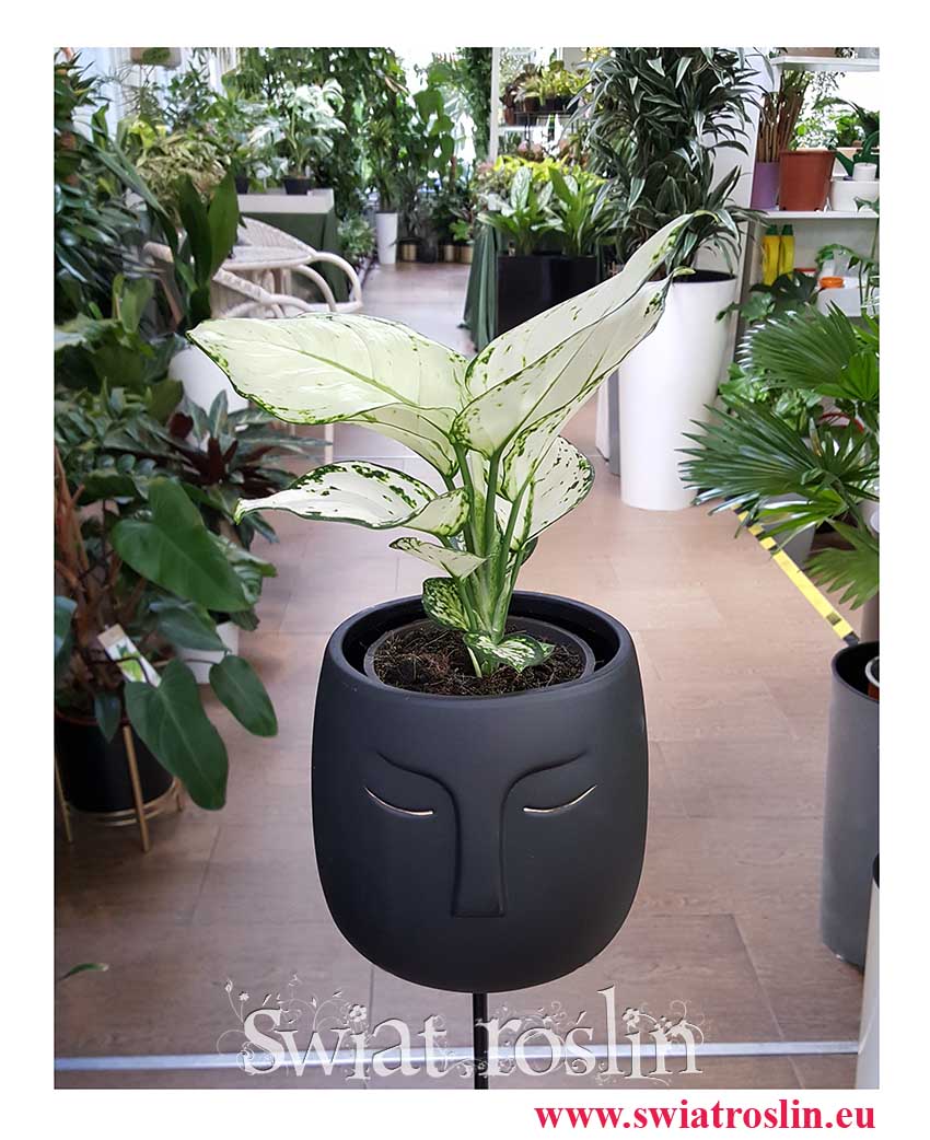 Aglaonema White Joy, Aglonema White Joy, sklep online, wysyłka roślin, internetowy sklep z roślinami