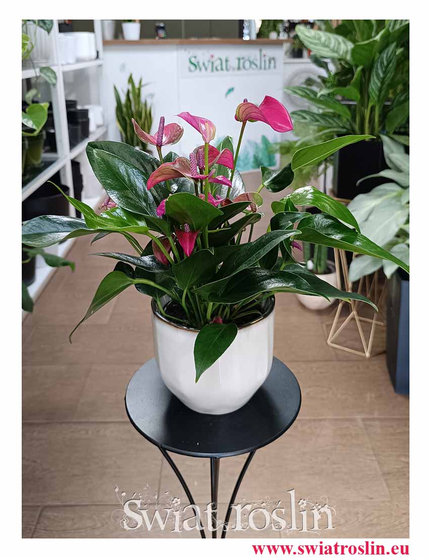 Anthurium Andraeanum Cirano modna popularna roślina z insta z dostawą online , Anturium Andraeanum Cirano