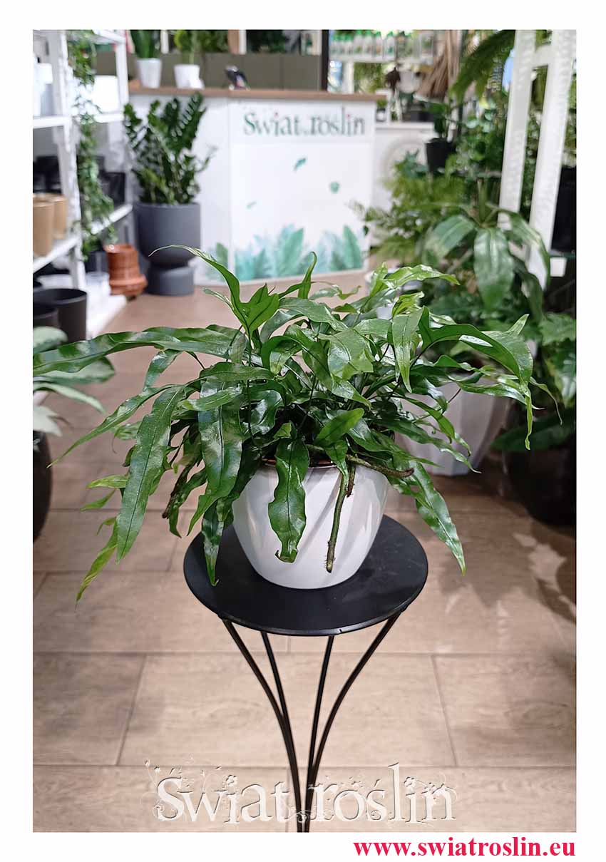 Microsorum Diversifolium do biura do firmy do restauracji do kawiarni czy pokoju dziecięcego, Paproć Kangurza