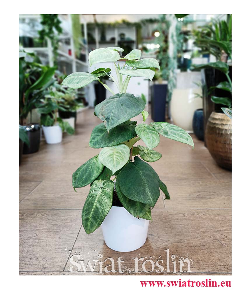 Syngonium Ice Frost, Zroślicha Ice Frost, sklep z roslinami online, internetowy sklep z roślinami, wysyłka roślin