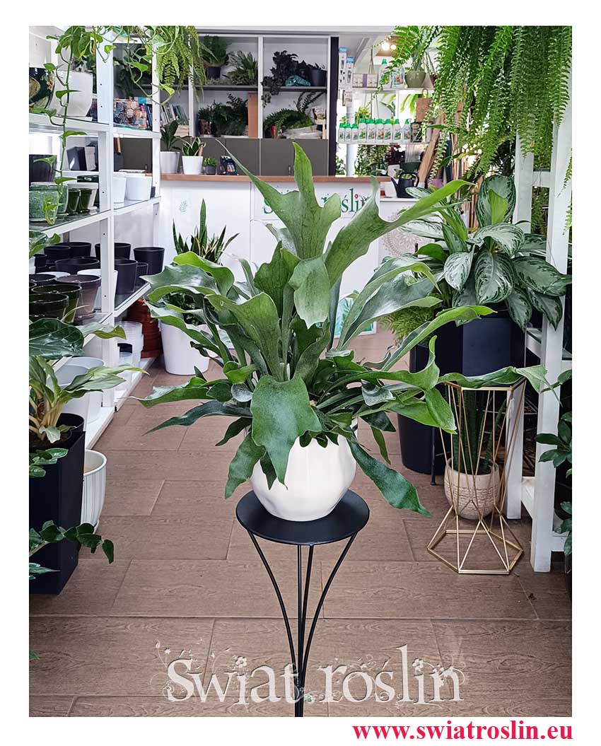 oczyszczające powietrze Platycerium, Płaskla, paproć Łosie rogi modna roślina z insta do kupienia w sklepie online internetowym z dostawą