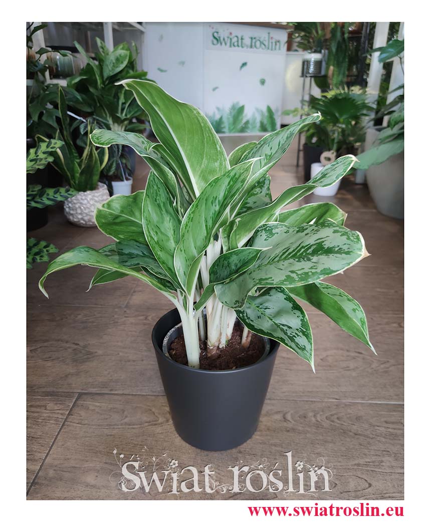 Aglaonema Cintho Queen sklep internetowy online z roślinami, Aglonema Cintho Queen